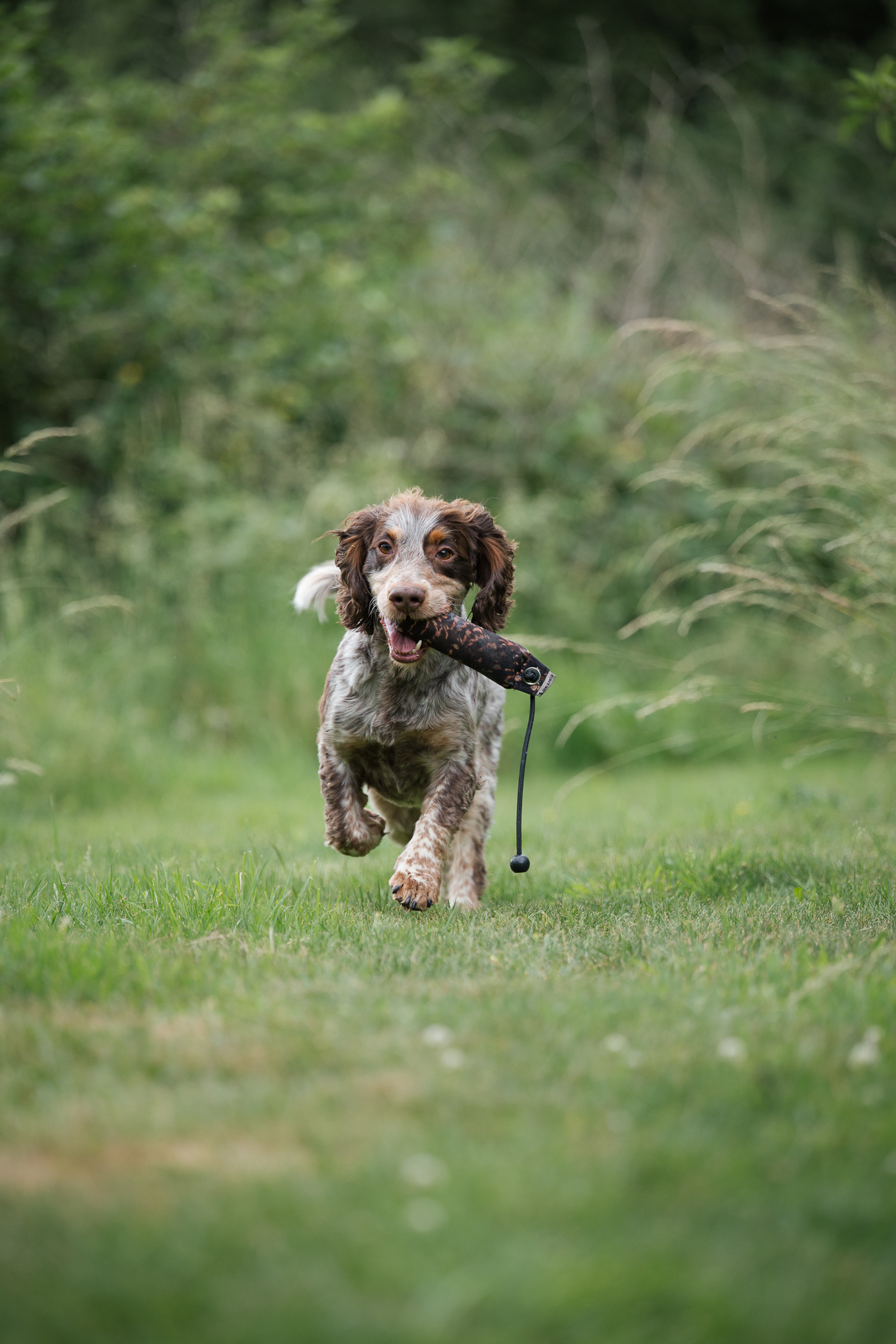 Wally retrieving